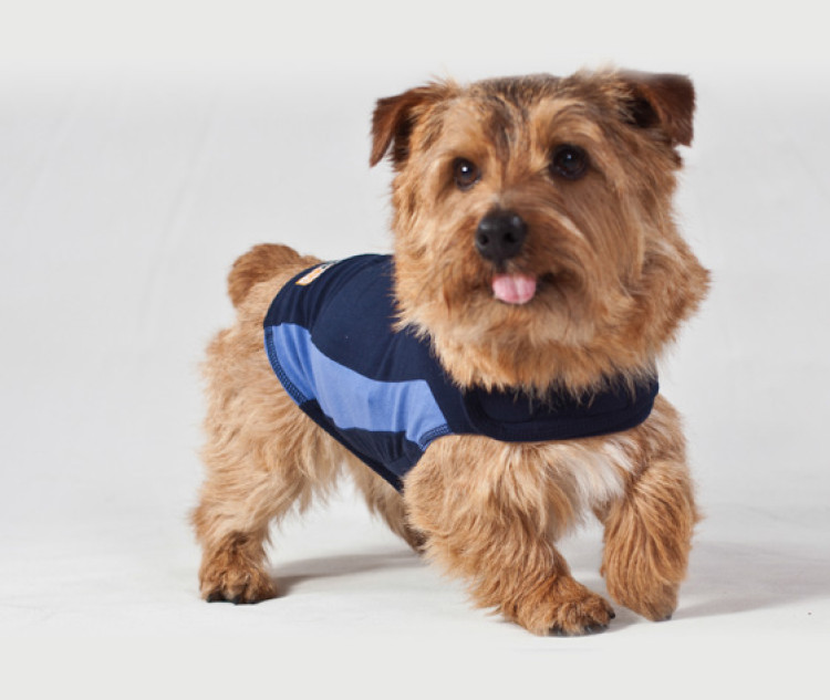 ceva-Thundershirt Dog Blue, 2XSmall.png