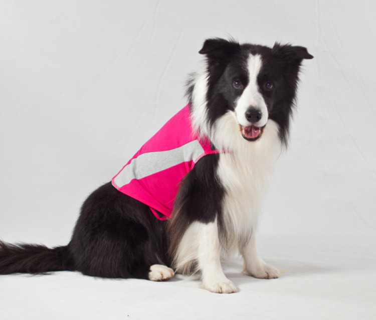 ceva-Thundershirt Dog Pink, XLarge.png